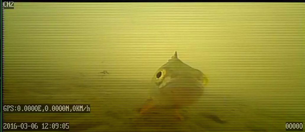 Ходили, бурили, смотрели рыпп, рыпп смотрел на нас....