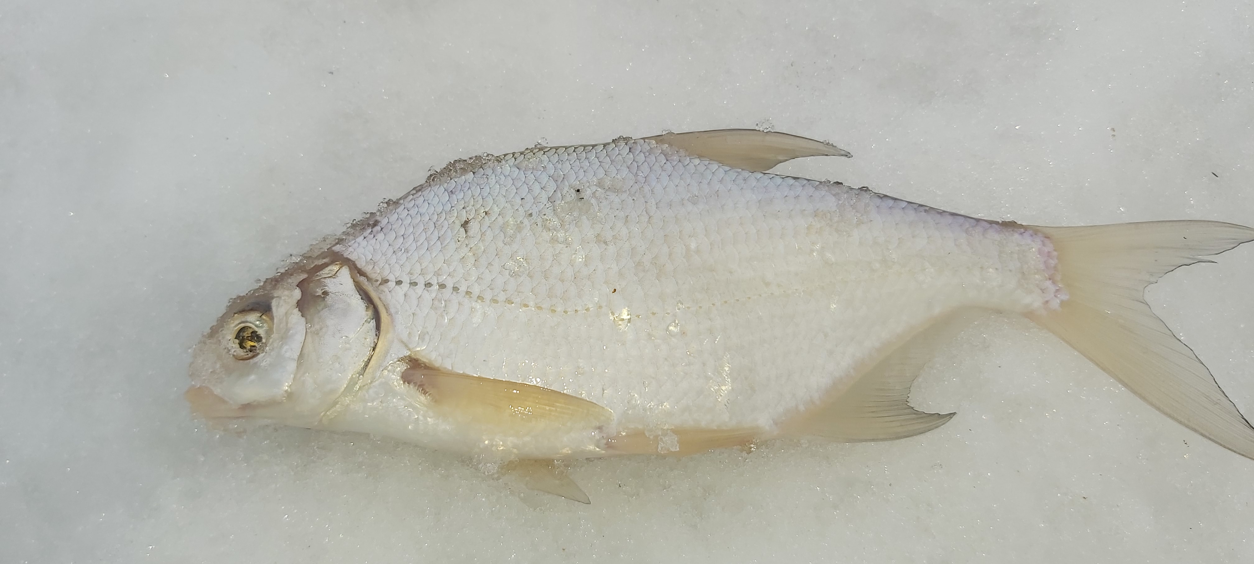 Разноплановая рыбалка