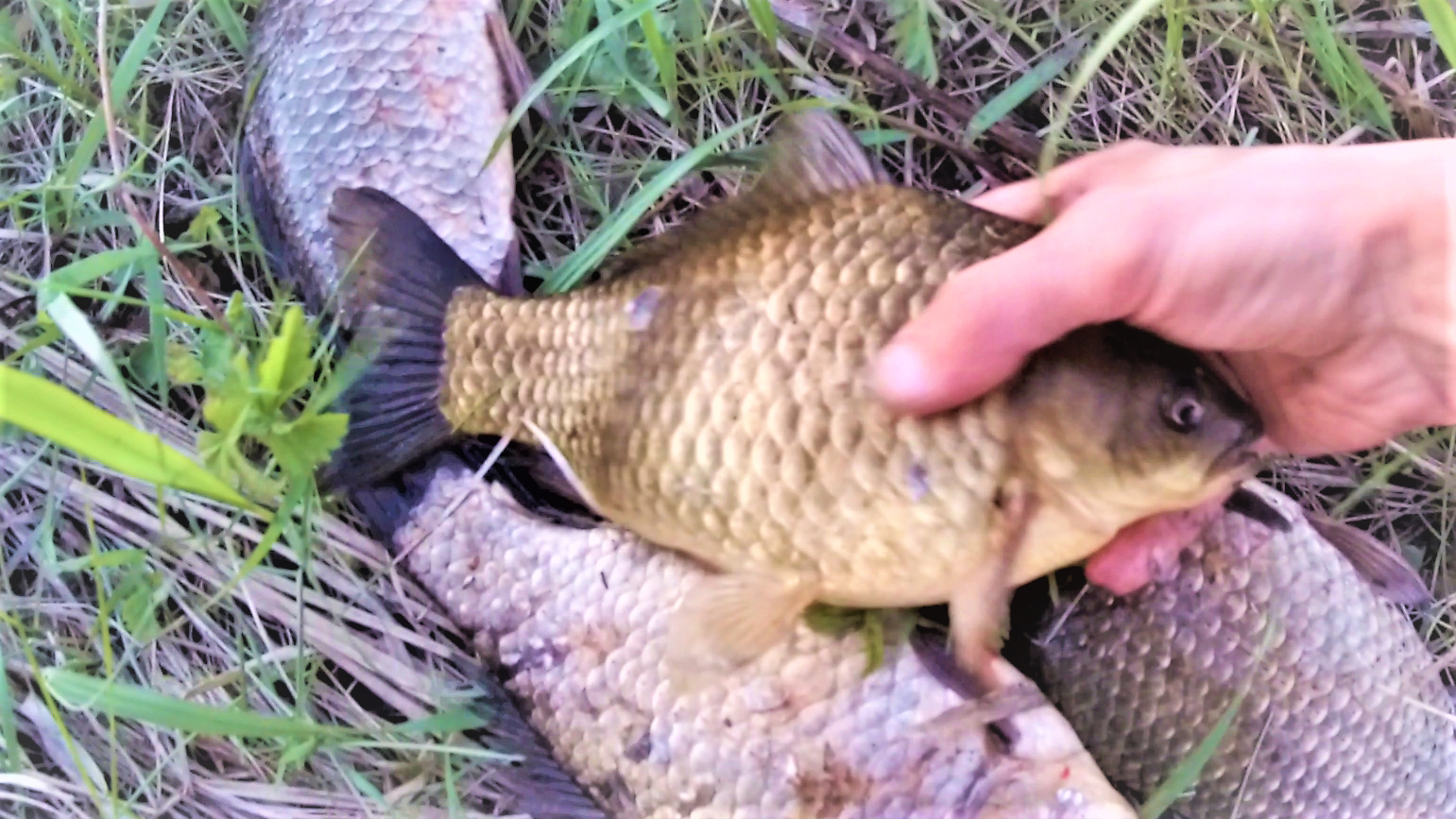 Поймать Крупного Карася: три правила