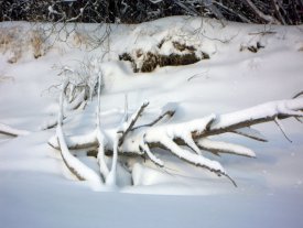 Кучукские судаки