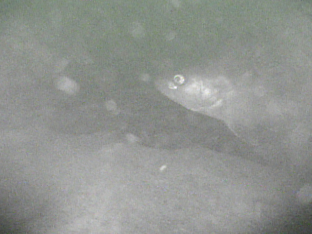 Растрясаем оливье :)