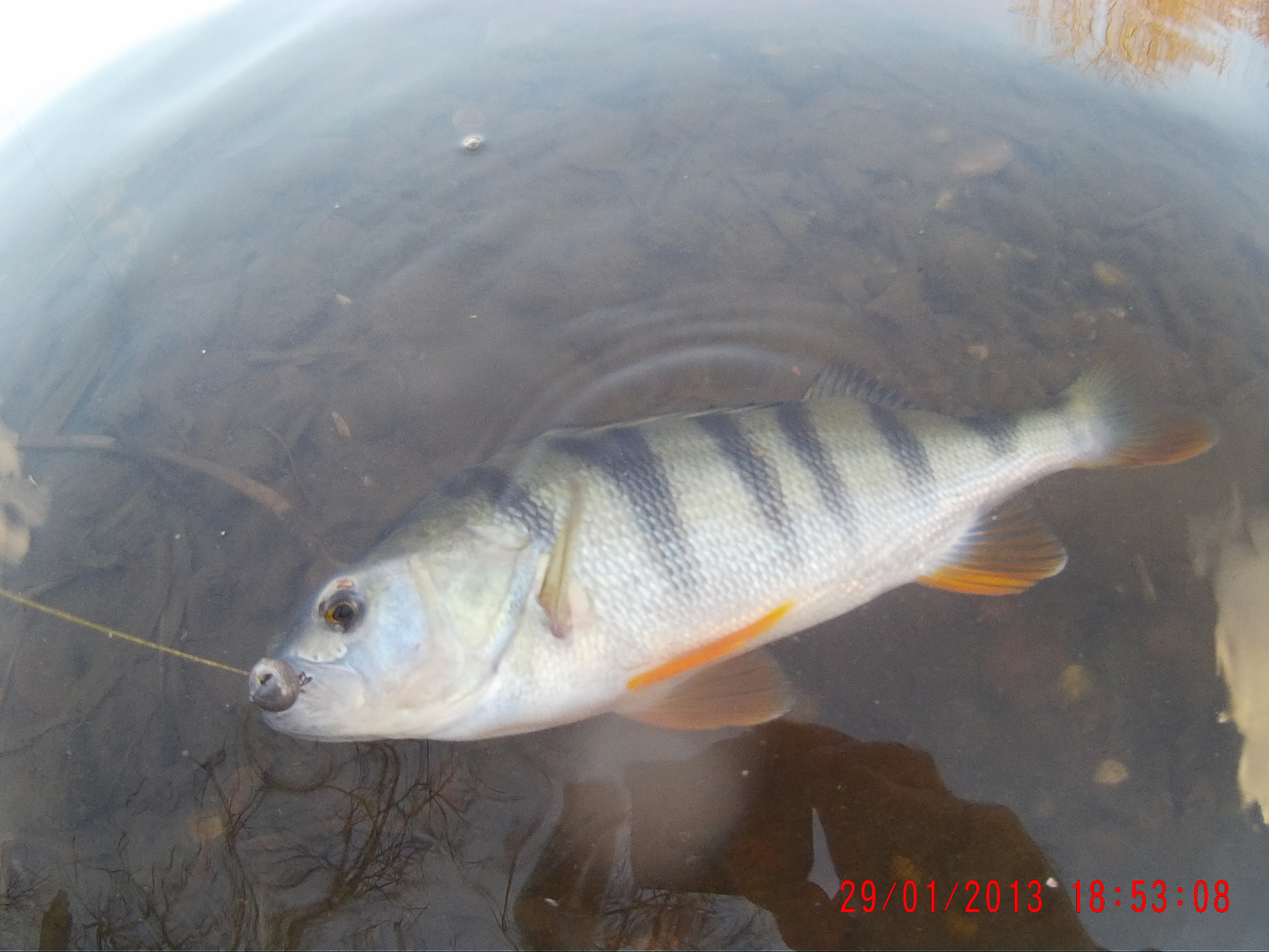 И снова окуни-мутанты...