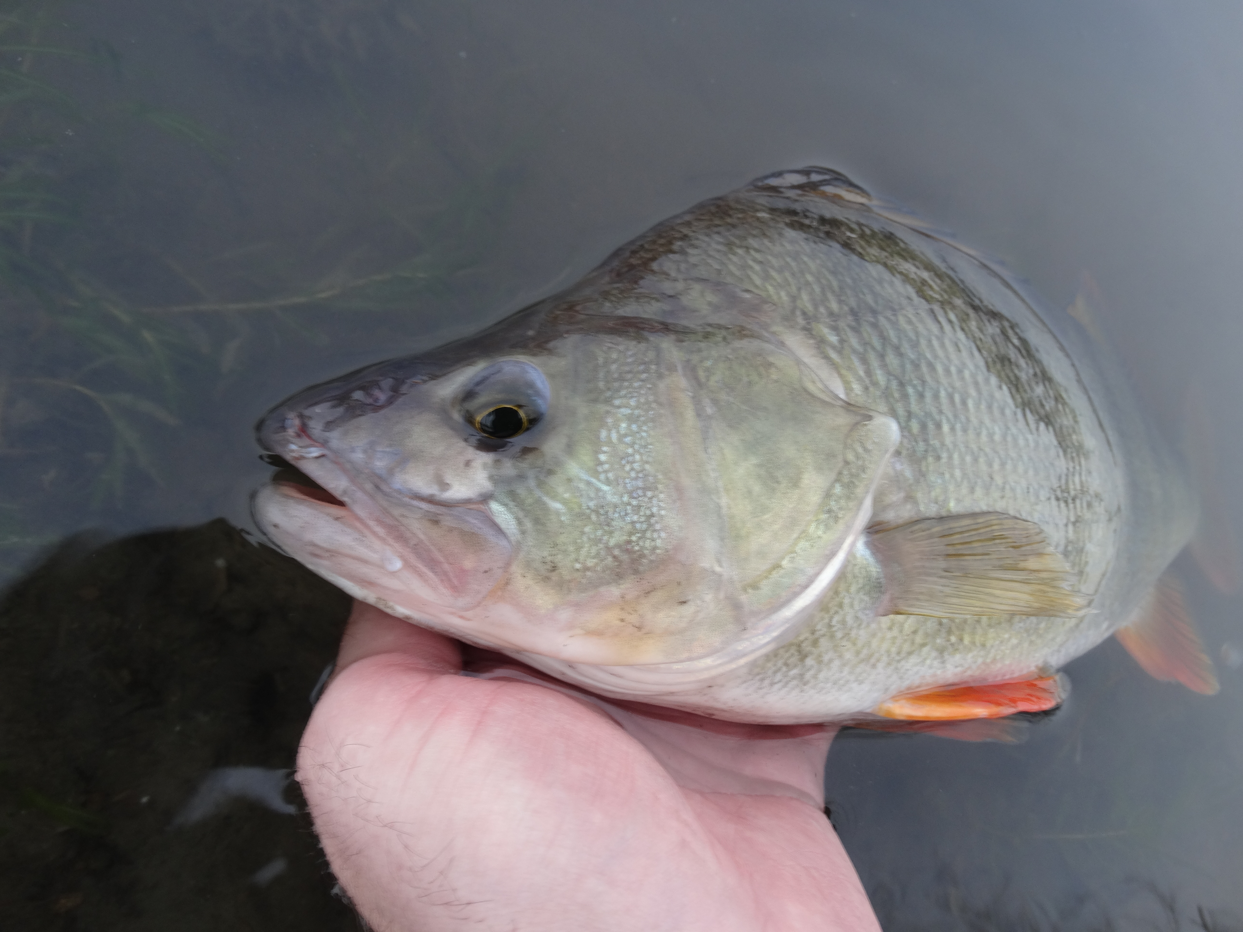 Зимний спиннинг