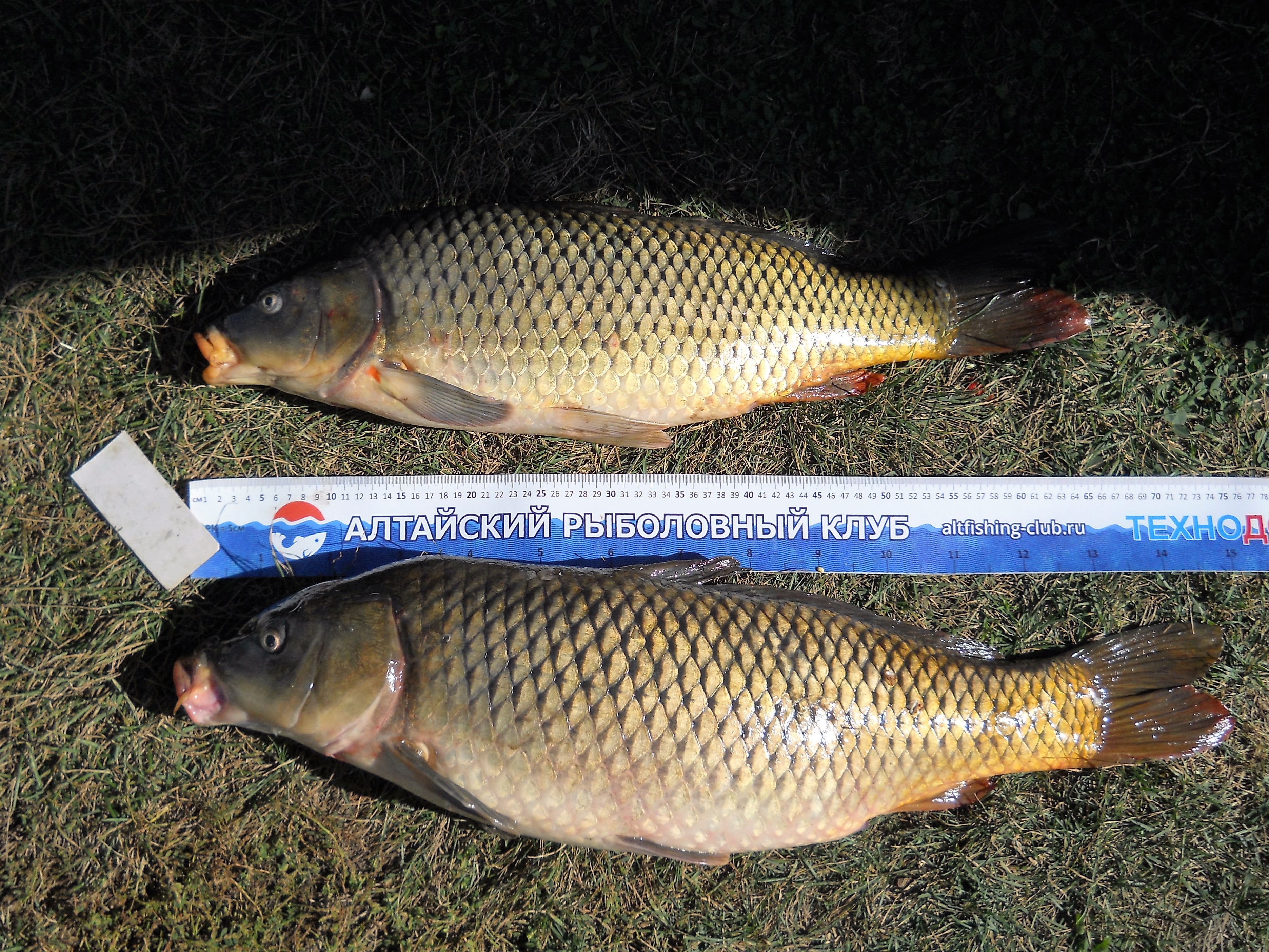 Описторхозники