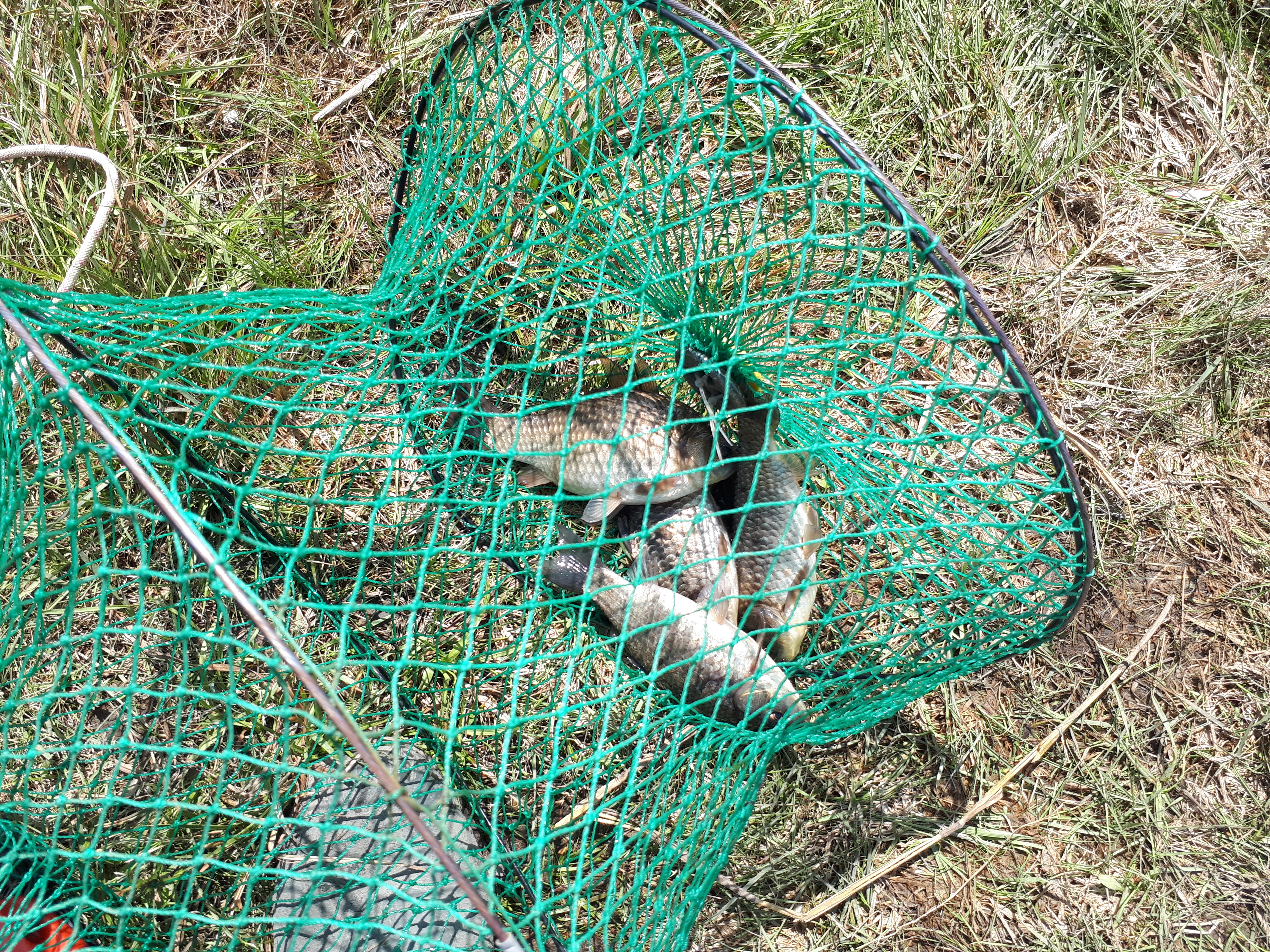 Карась-вояж