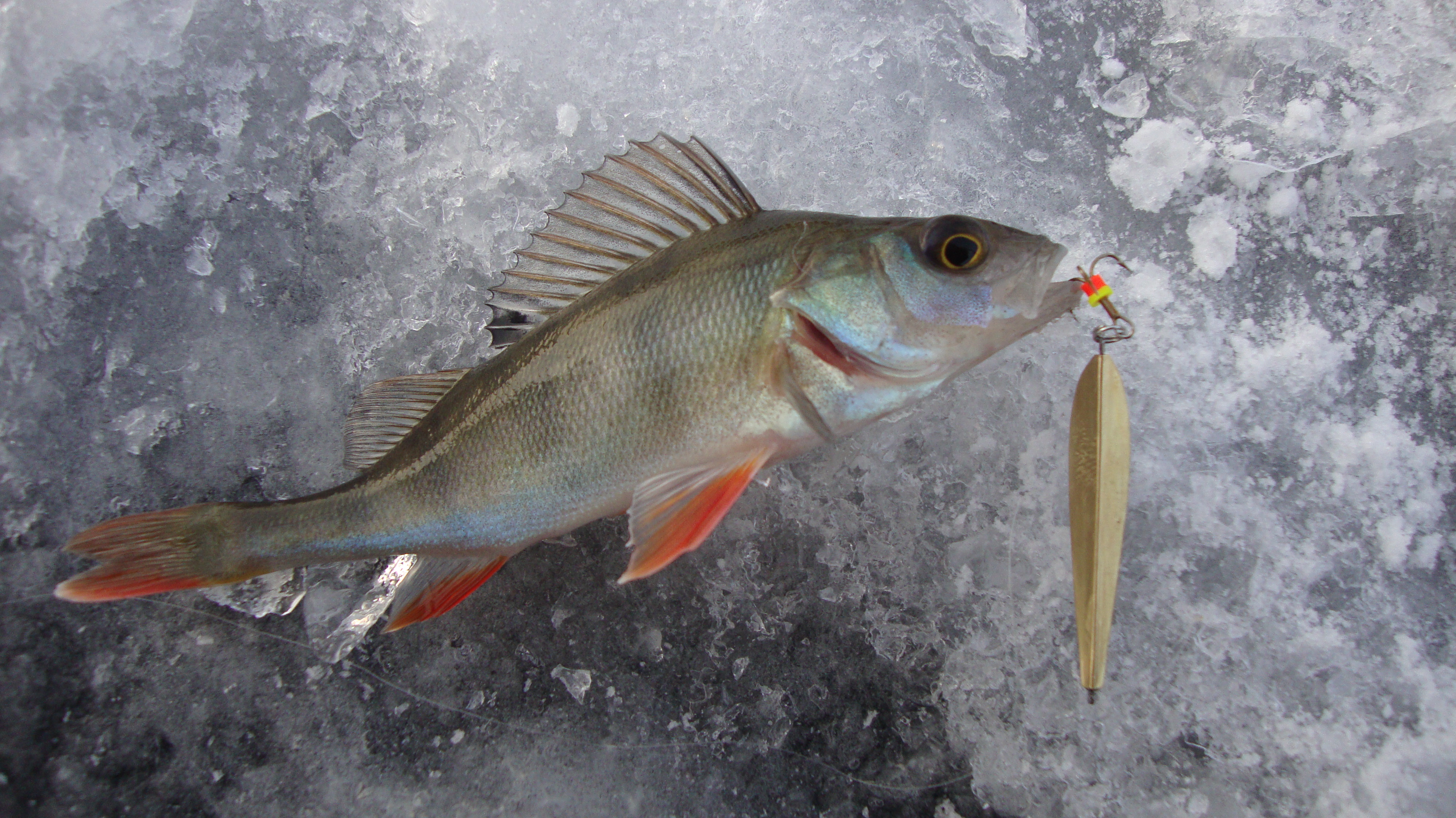 Блесна против блесны