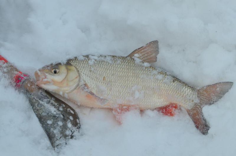 Прикрепленное изображение