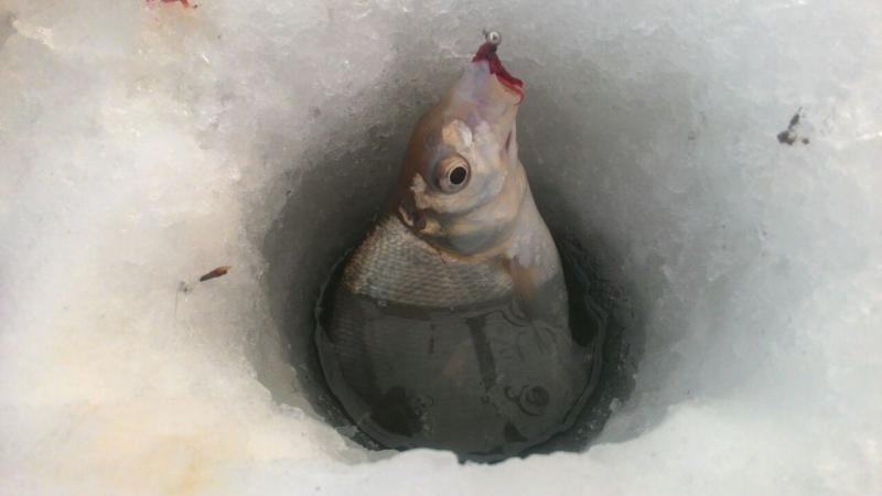 Прикрепленное изображение