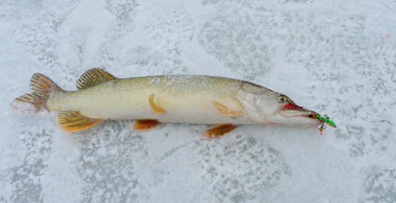 Прикрепленное изображение