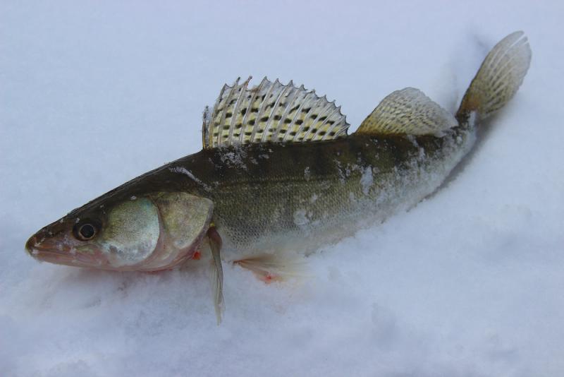 Прикрепленное изображение