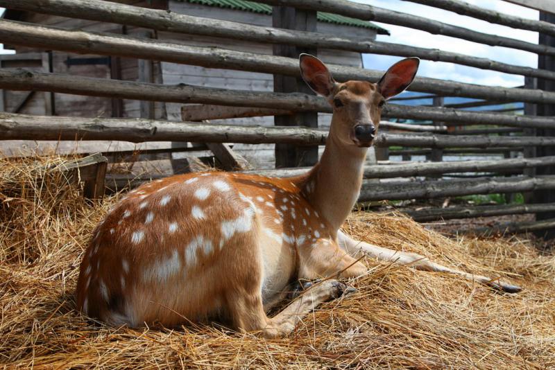 Прикрепленное изображение
