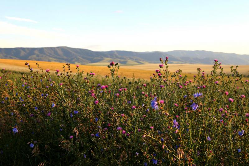 Прикрепленное изображение