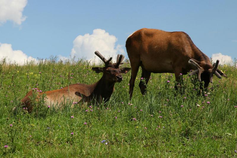 Прикрепленное изображение