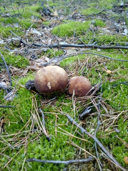 Прикрепленное изображение