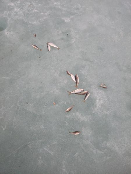 Прикрепленное изображение