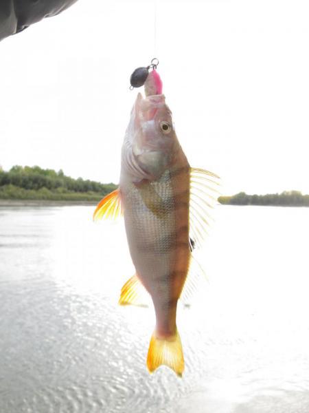 Прикрепленное изображение