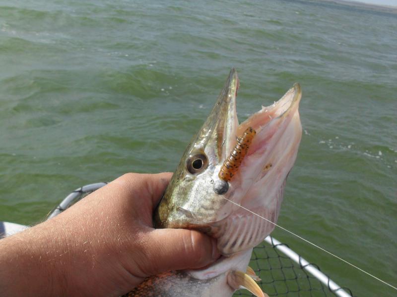 Прикрепленное изображение