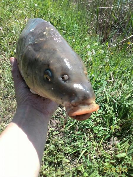 Прикрепленное изображение