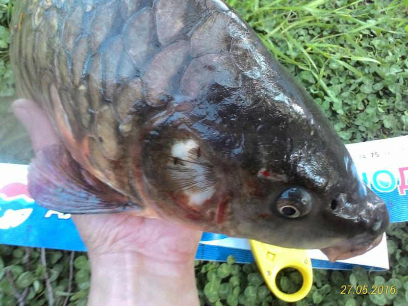 Прикрепленное изображение