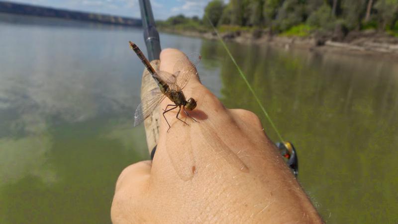 Прикрепленное изображение