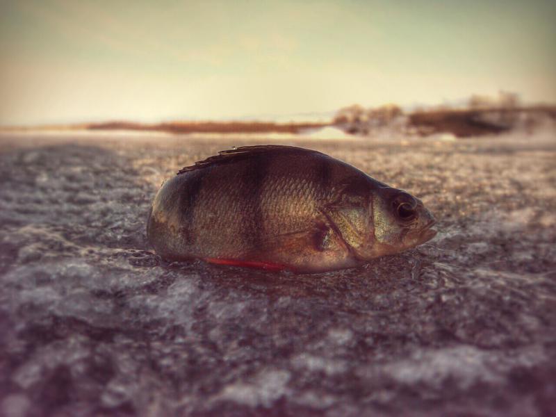 Прикрепленное изображение