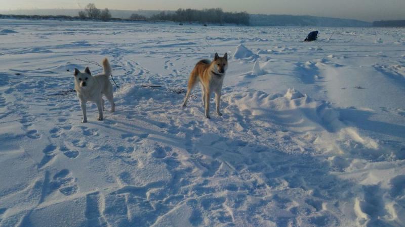 Прикрепленное изображение