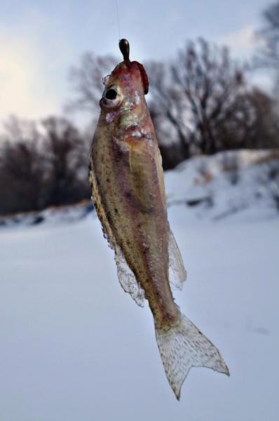 Прикрепленное изображение