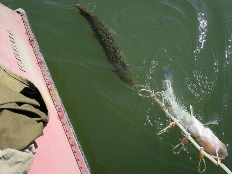 Прикрепленное изображение