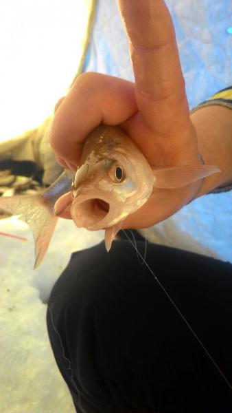 Прикрепленное изображение