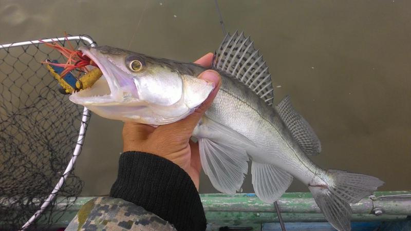 Прикрепленное изображение