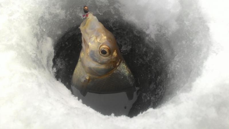 Прикрепленное изображение