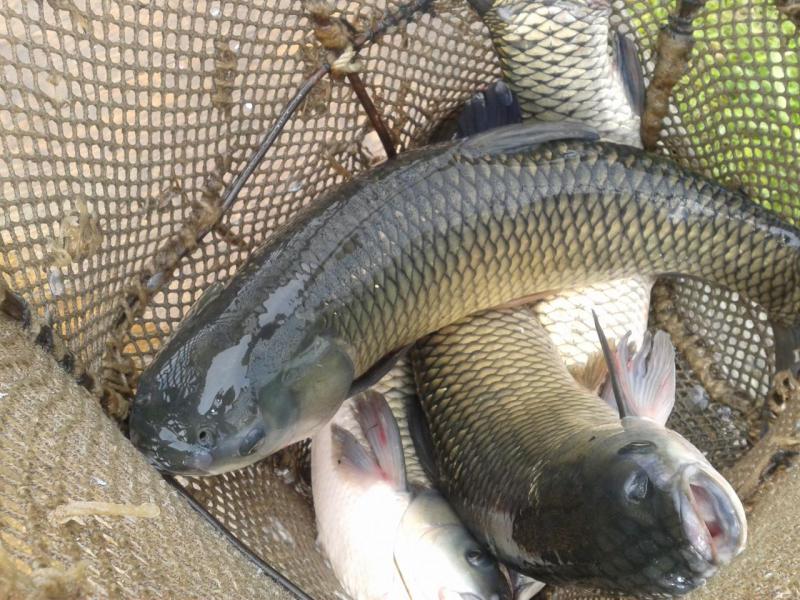 Прикрепленное изображение: Фото-0340.jpg