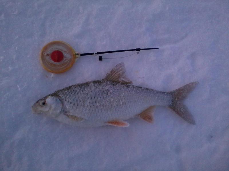 Прикрепленное изображение: Фото1530.jpg