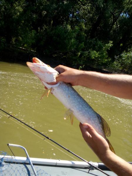 Прикрепленное изображение: IMG_20170617_144525.jpg