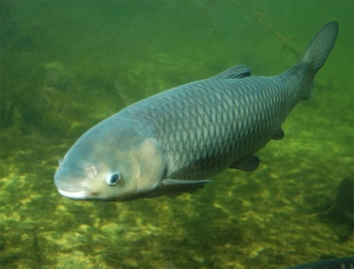 Прикрепленное изображение: амур каталог.jpg