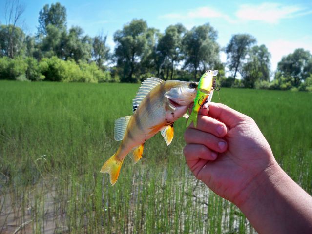 Корд-Р рулит:)