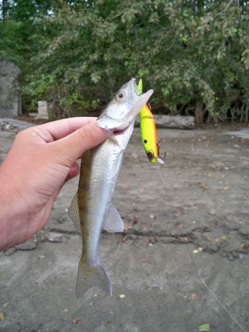 Корд-Р рулит:) Первый судачок)