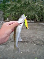 Корд-Р рулит:) Первый судачок)