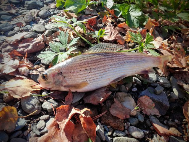 IMG 20180928 165217~2