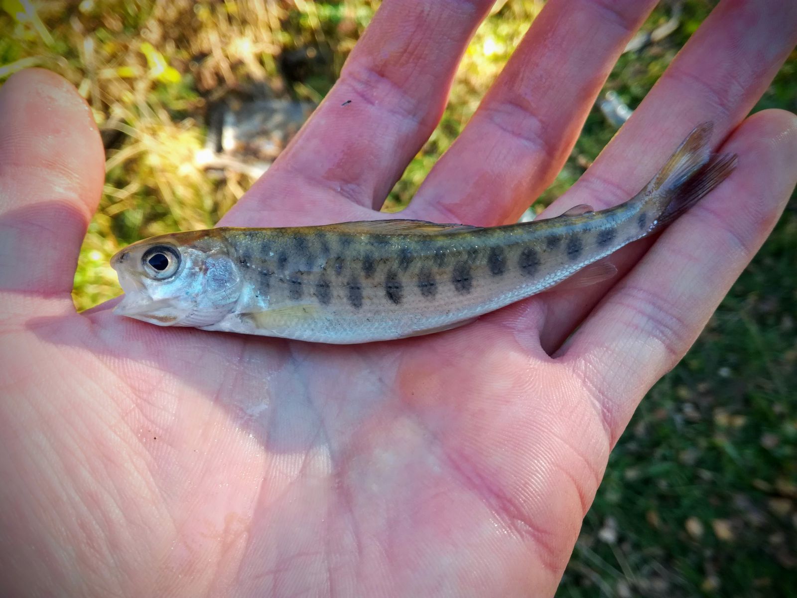 IMG 20180928 165104~2