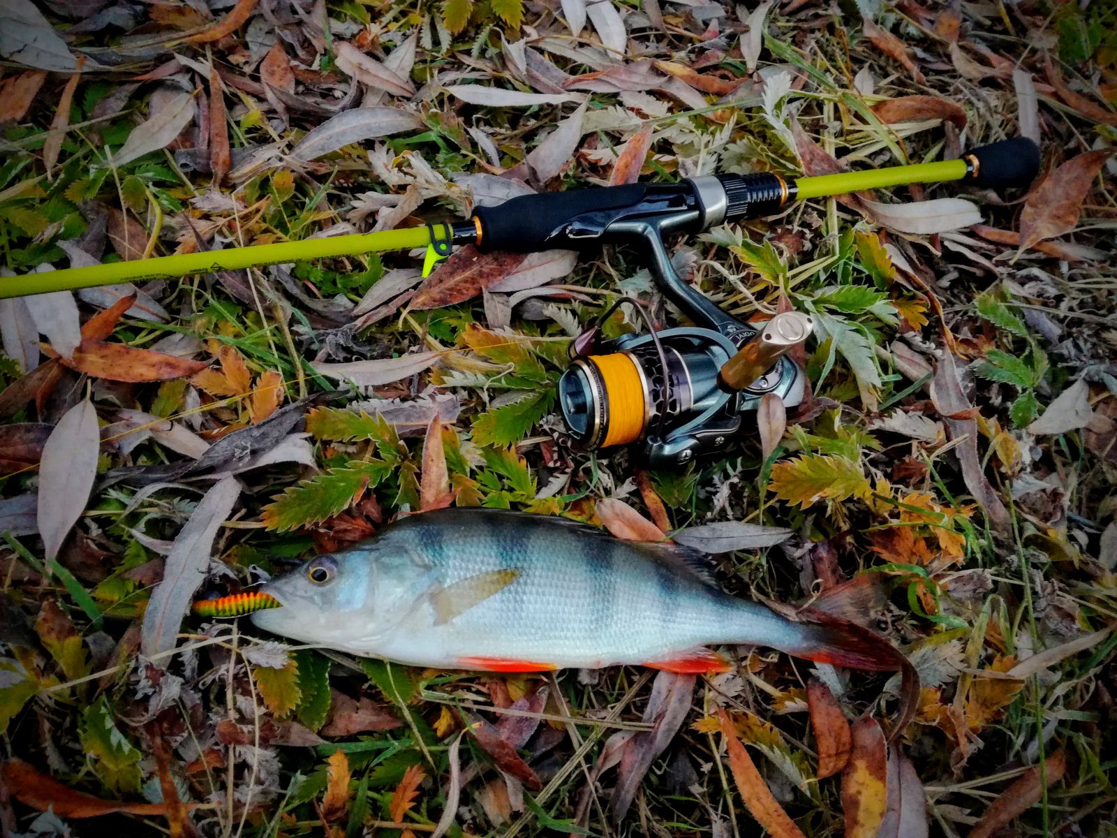 IMG 20181006 072732~2