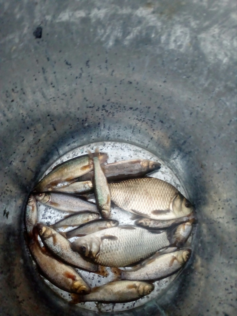 Совсем не те щуки, что тут выкладывают)) Совсем не те щуки, что тут выкладывают))