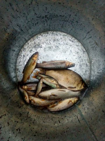 Немного рыб