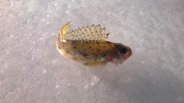 WP 20140322 007 WP 20140322 007