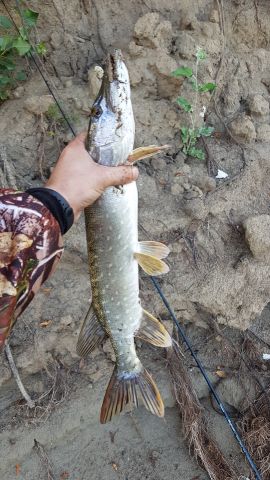 20200808 070915 20200808 070915