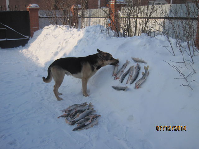 Хороша рыбка