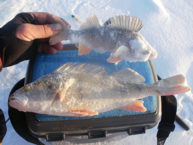 Зимний уловчик