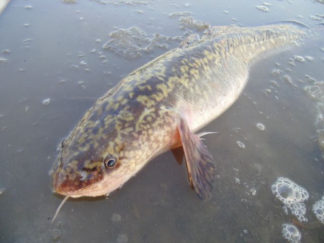 Налим Налим