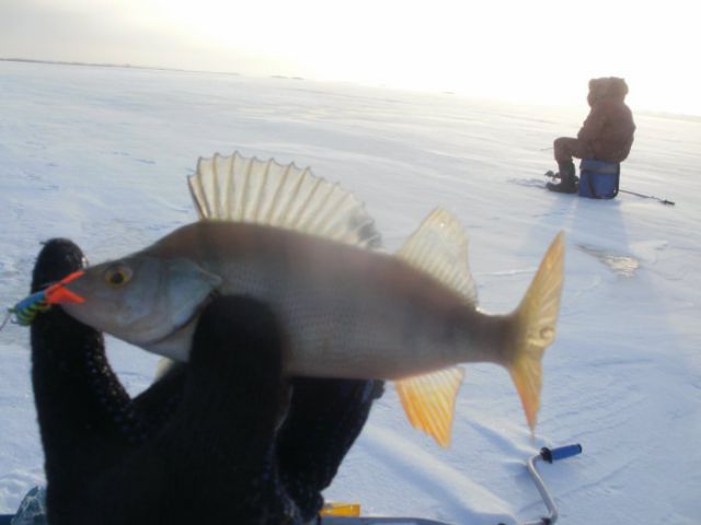 Окунь - тоже рыба