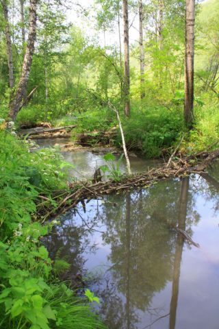 Сожительство хариуса с бобрами Сожительство хариуса с бобрами